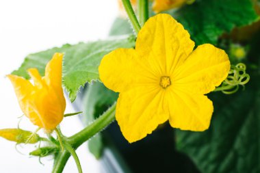 Beyaz bir arka plan üzerinde salatalık çiçek