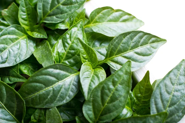 Young seedlings of sweet pepper — Stock Photo, Image