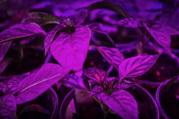 LED lighting Grow plants — Stock Photo, Image