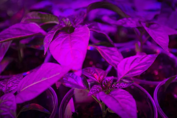 Iluminación led Cultivar plantas —  Fotos de Stock