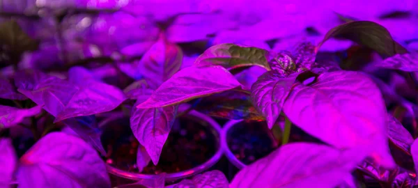 Iluminación led Cultivar plantas —  Fotos de Stock