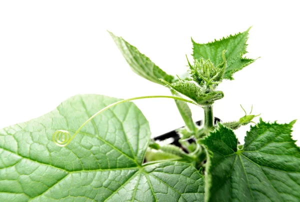 Green greenhouse cucumber plant in organic agriculture — Stock Photo, Image