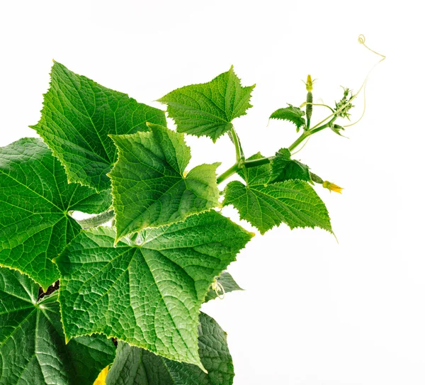 Cucumber vine, young plant grows and develops — Stock Photo, Image