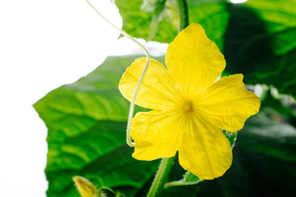 La floración y el ovario, el cultivo de verduras en un invernadero —  Fotos de Stock