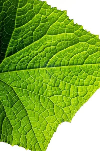 Fresh organic green plant leaf cucumber macro close-up backgroun — Stock Photo, Image