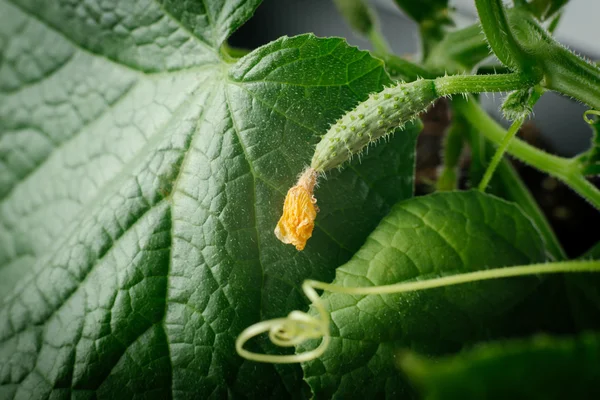 Frutta di cetriolo giovane su un cespuglio nella serra — Foto Stock