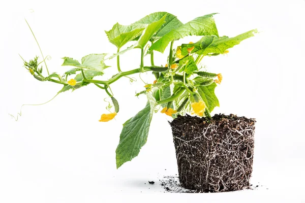 Healthy development of cucumber plants soil — Stock Photo, Image