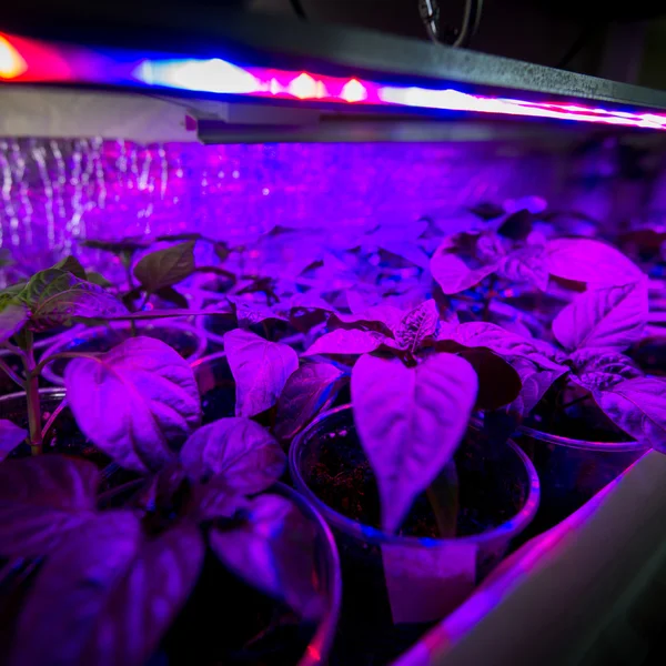 LED lighting Grow plants Stock Photo