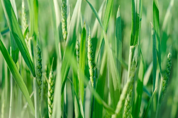 Naturaleza verde fondo trigo — Foto de Stock