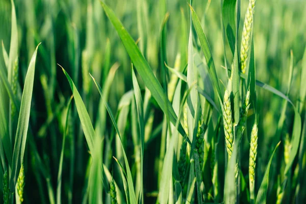 Agricultura ecológica — Foto de Stock