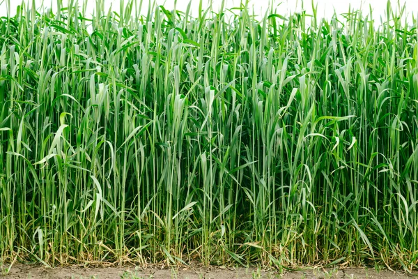 Green wheat in a field, from root to ears — Stock Photo, Image