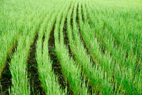 Green striped wheat field — Stock Photo, Image