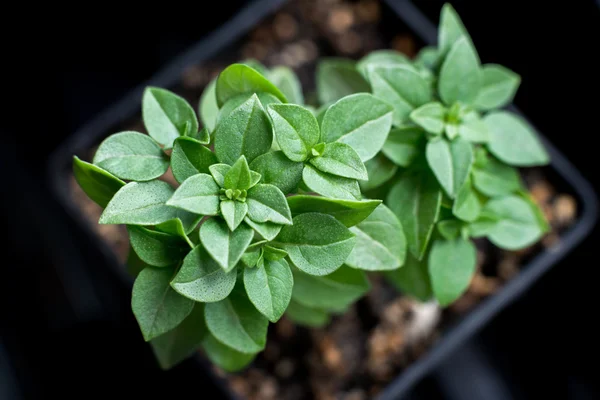 Albahaca arbustiva (Ocinum basilicum minimum ) — Foto de Stock