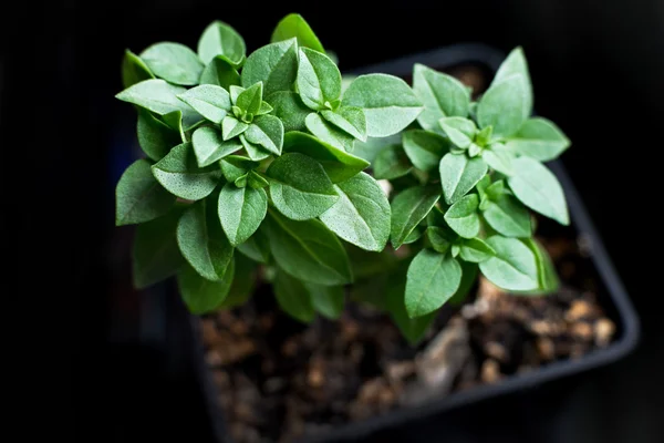 Hojas decorativas planta de interior albahaca arbustiva — Foto de Stock