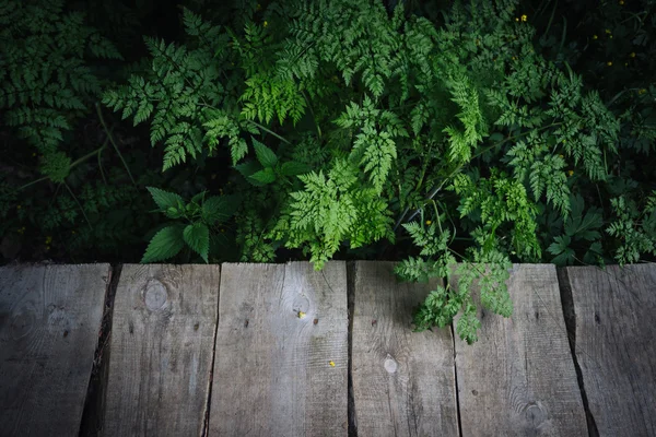 Natuurpark, een houten plank achtergrond en forest fern — Stockfoto