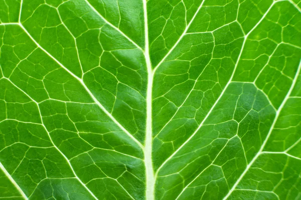 Macro fundo de alface de folha verde — Fotografia de Stock