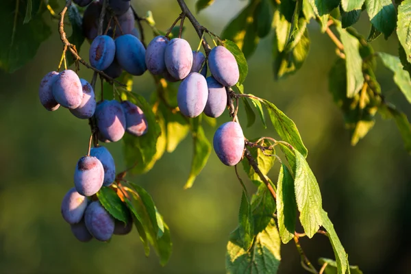 Pflaumen auf dem Baum — Stockfoto