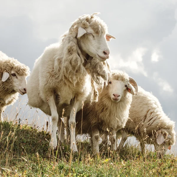 在山里的牧场上放羊 — 图库照片