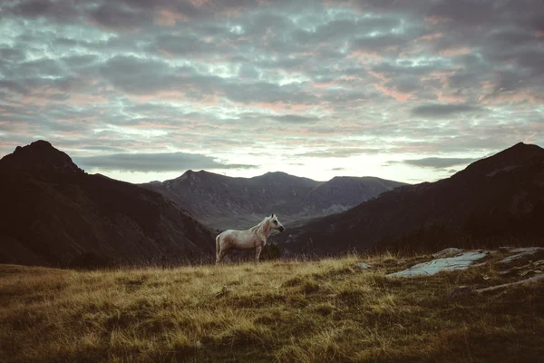 Cheval dans les montagnes paysage du matin — Photo