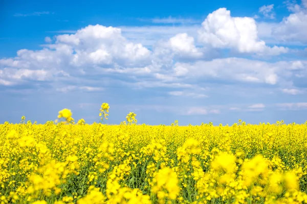 Желтое рапсовое поле Стоковое Фото
