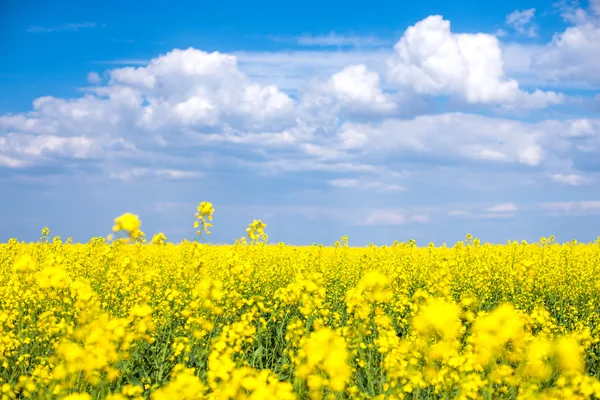 Yellow rapeseed field Stock Photo