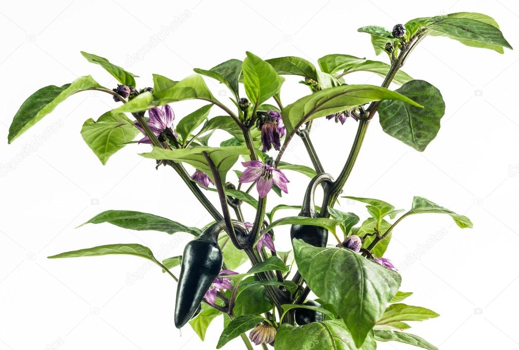 Purple Jalapeno Pepper