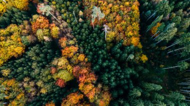 Yoğun sonbahar ormanı karışık renkli yapraklarla doğal desenler oluşturuyor..