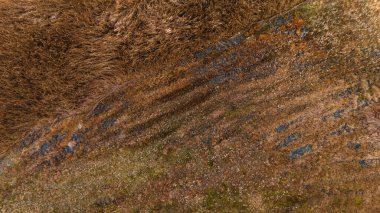 Kalın kahverengi otların zengin doğal dokular yarattığı bataklık manzarası..