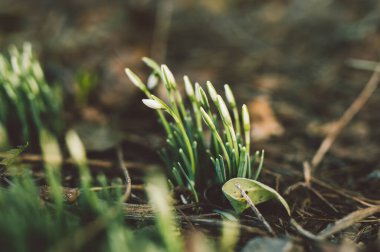Başlangıç büyümesini, yeni iş fırsatlarını, yeni bir başlangıcı ve gelişimi sembolize eden genç fideler.