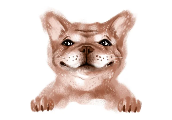 Retrato Desenho Mão Bulldog Francês Sobre Fundo Branco — Fotografia de Stock