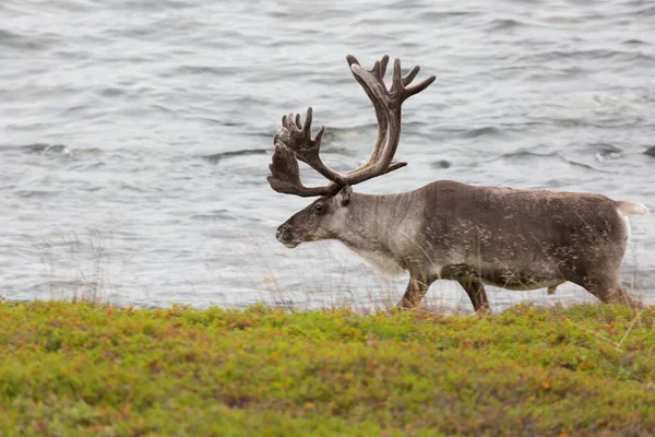 Deer with beautiful horns stands on the banks of the river, Norway