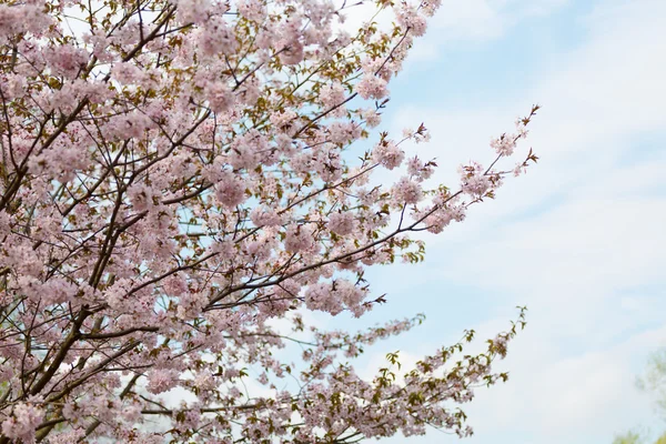 Oriental cherry sakura tree