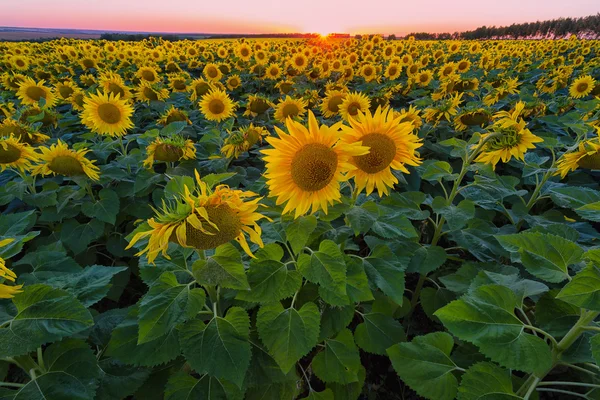 field of the blossoming sunflowers