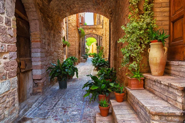 Plants in pots on narrow street