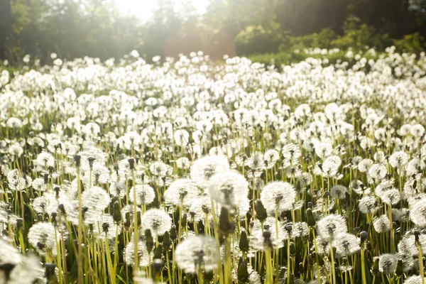 Field of dandelions — Stock Photo, Image