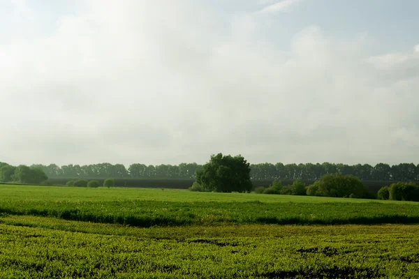 Lente rurale landschap — Stockfoto