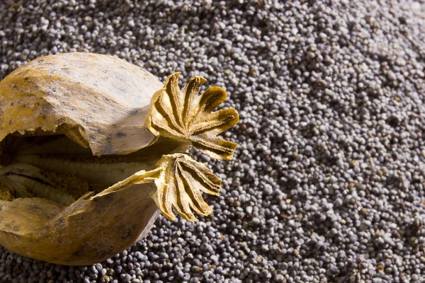 Poppy heads on a background of poppy seeds — Stock Photo, Image