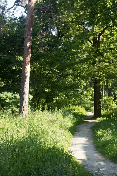 Camino en el bosque verde — Foto de Stock