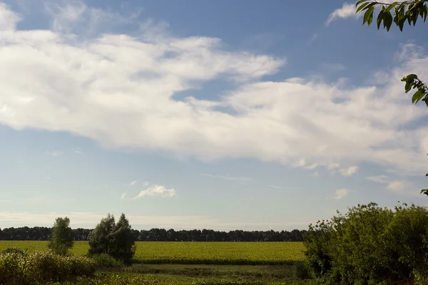 Zomer landelijk landschap — Stockfoto