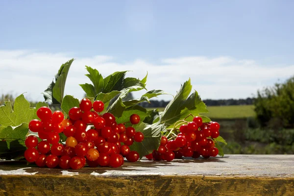 Clusters of viburnum — Stock Photo, Image