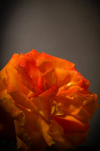 Close Blossoming Pink Rose Black Background — Stock Photo, Image