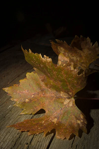 Vergilbte Welke Traubenblätter Auf Einem Alten Holztisch — Stockfoto