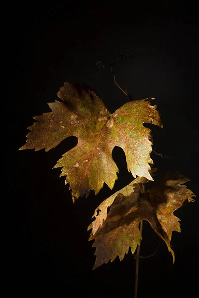 Vergilbte Welke Traubenblätter Auf Schwarzem Hintergrund — Stockfoto