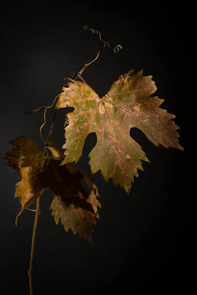 Желтые Увядшие Виноградные Листья Черном Фоне — стоковое фото