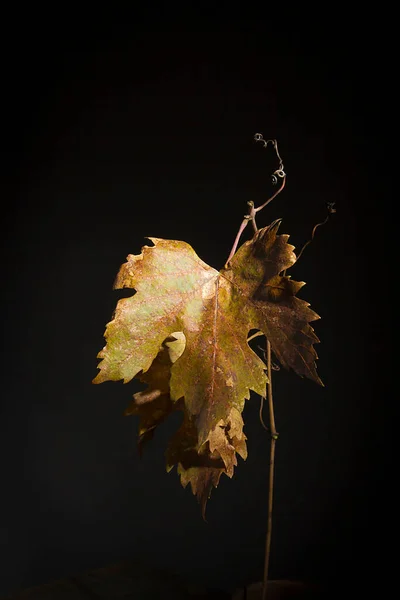 Yellowed Wilted Grape Leaves Black Background — Stock Photo, Image