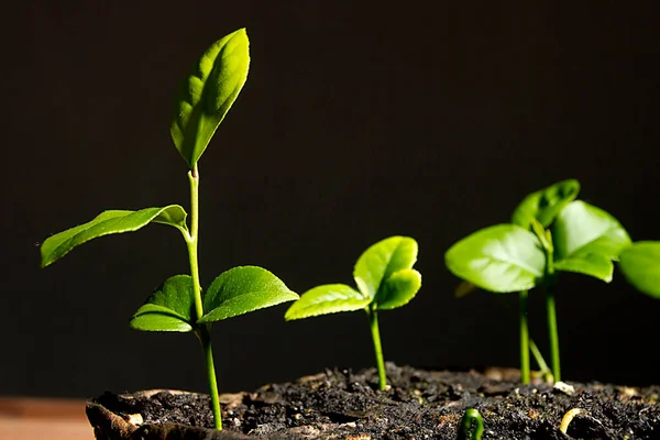 Kleine Jonge Groene Spruiten Van Een Plant Zwarte Achtergrond — Stockfoto