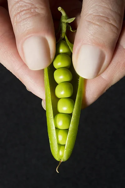 Pod Van Jonge Erwten Vrouwelijke Handen — Stockfoto