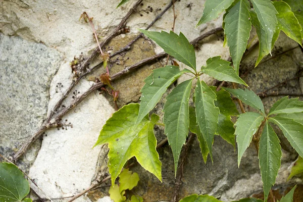 Wild grapes — Stock Photo, Image