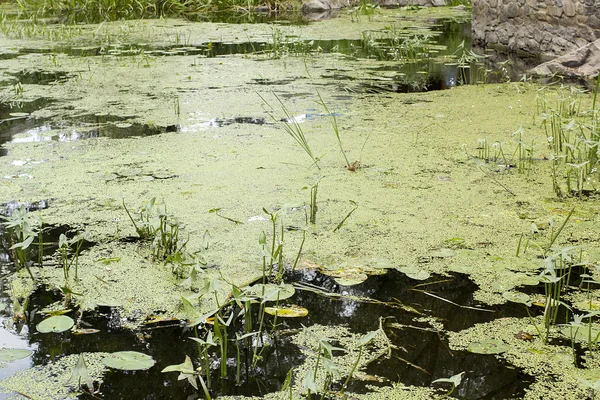 Surface of the river duckweed — Stock Photo, Image