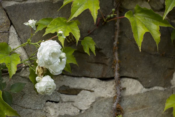 Ancient castle wall with a rose — Stock Photo, Image